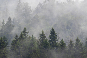 Coniferous forest in fog, Plitvice Lakes National Park, Croatia