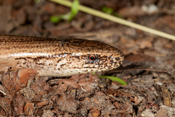 The close-up of the Anguis fragilis, known as a deaf adder, a slowworm, a blindworm