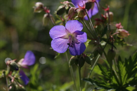 Delicate blue flowers of the meadow geranium