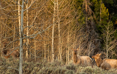 Cow elk (Cervus canadensis) moving through forest;  Grand Teton NP;  Wyoming