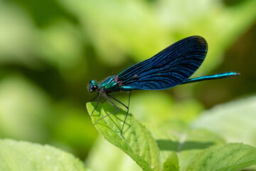 The beautiful demoiselle (Calopteryx virgo) on the vegetation in Plitvice Lakes National Park, Croatia © Goran
