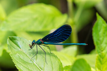 The beautiful demoiselle (Calopteryx virgo) on the vegetation in Plitvice Lakes National Park, Croatia