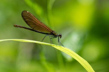 The beautiful demoiselle (Calopteryx virgo) on the vegetation in Plitvice Lakes National Park, Croatia