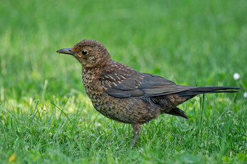 Junge Amsel auf der Wiese