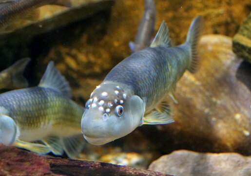 A male bluehead chub, a freshwater fish, inside an aquarium