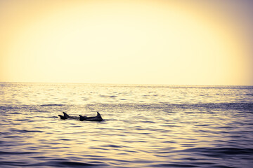 Delphine vor der Küste Porec Kroatien