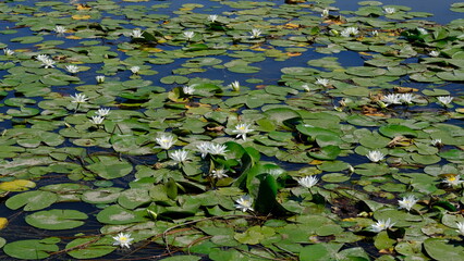 
Water lilies on a river in Russia