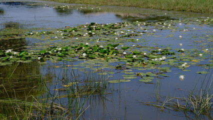 
Water lilies on a river in Russia
