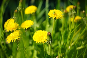 yellow dandelion flowers growing in a sunny spring field