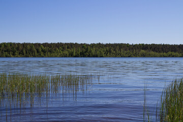 Grassy Bank of a beautiful forest lake.