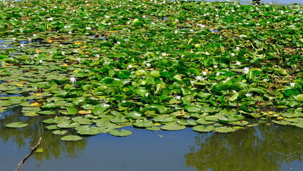 Obraz na płótnie Canvas Water lilies on a river in Russia
