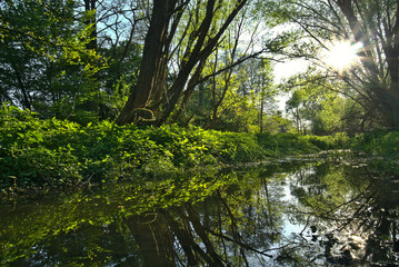 water stream between beautiful green wetlands