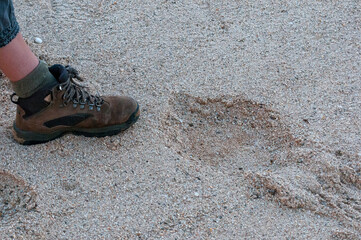 Shoe used to measure the size of an elephant spoor