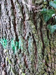 Close up of a natural background.