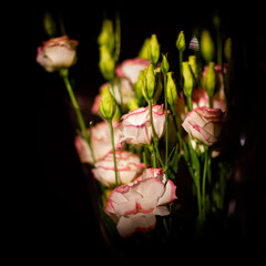 Bouquet of eustoma flowers, square cropping. Soft focus, photographed in the sunlight on a dark background.