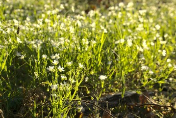 adder's-meat with white blossoms growing in a forest in springtime