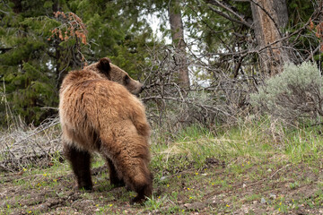 Obraz na płótnie Canvas Young grizzly bear grazing by forest; Grand Teton NP; Wyoming