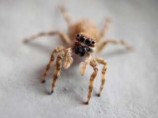 spider on the wall