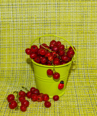 etude, still life, yellow-green, background, food, clusters, round, ripe, berries, red, currant, small, decorative, green, bucket, drops, water