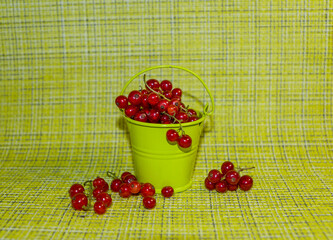 etude, still life, yellow-green, background, food, bunches, round, ripe, berries, red, currant, small, decorative, green, bucket