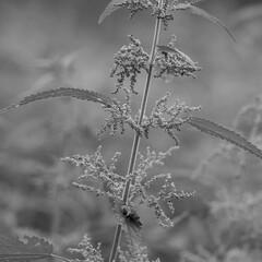 Fototapeta premium thickets of blooming nettles in the forest or in the park, black and white