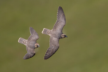 Peregrine Falcon Flying