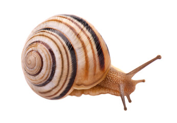 Garden snail in front, isolated on white background.