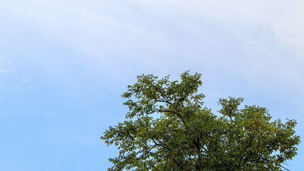 Obraz premium 空を見上げる樹木