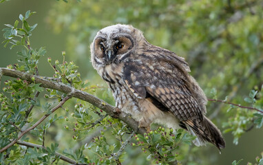 Long Eared Owl Perched
