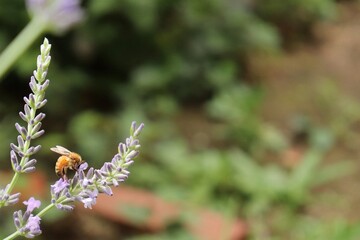 Apis mellifera, a honeybee on purple lavender flowers