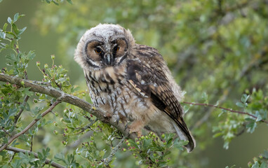 Long Eared Owl Perched