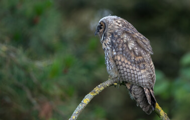 Long Eared Owl Perched