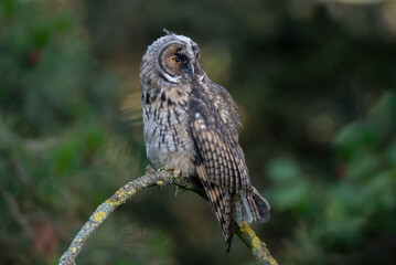 Long Eared Owl Perched