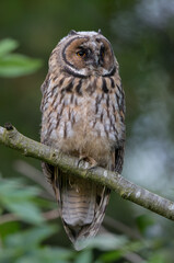 Long Eared Owl Perched