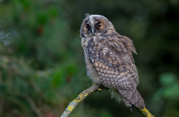 Long Eared Owl Perched