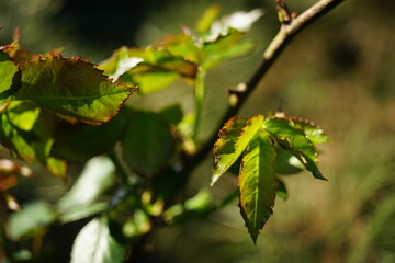 Fresh green leaves of rose flower in sunny garden.