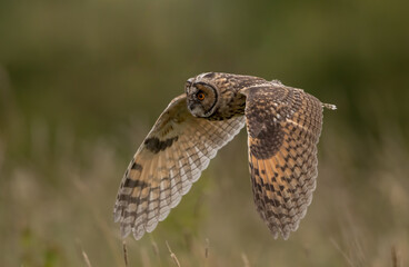 Long Eared Owl