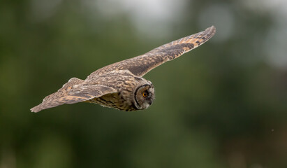 Long Eared Owl