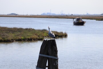 boat on the river