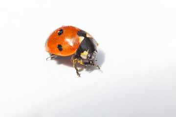 macro closeup of ladybird or ladybug isolated