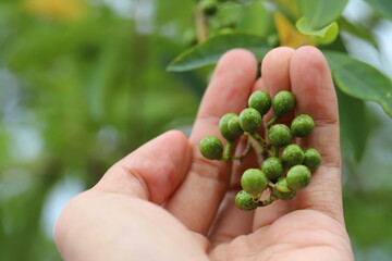 Naklejka na ściany i meble Litsea cubeba Pers. seeds are used to produce essential oils.