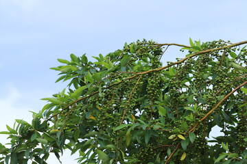 Litsea cubeba Pers. seeds are used to produce essential oils.