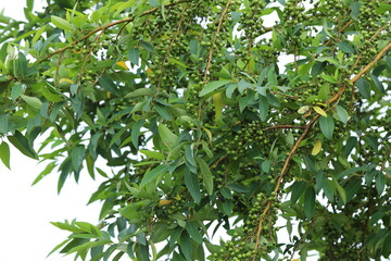 Litsea cubeba Pers. seeds are used to produce essential oils.