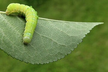 Fototapeta premium Green caterpillar of Common Quaker moth, latin name Orthosia Cerasi, climbing on leaf of broadleaf tree. This caterpillar is pest dangerous for lime, beech, willow and oak trees. 