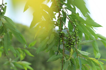 Litsea cubeba Pers. seeds are used to produce essential oils.