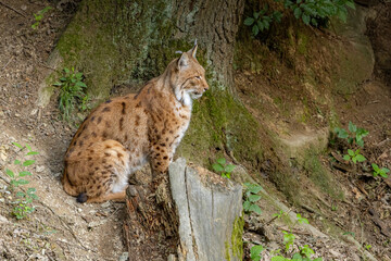 Naklejka na ściany i meble European lynx sitting by the tree trunk on the forest floor