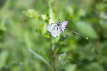Butterfly in natural habitat (Aporia crataegi)