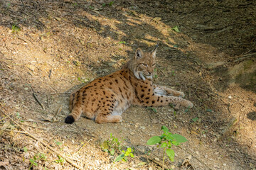 European lynx lying on the forest floor on a sunny summer afternoon