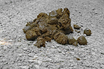 Pferdeapfel © Klaus Eppele