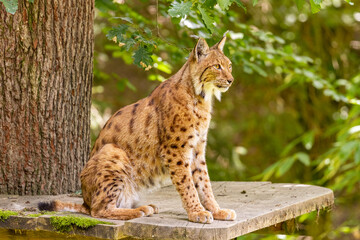 Lynx sitting on a tree platform on a sunny summer afternoon